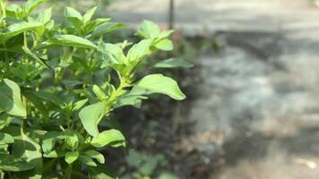 basilicum planten dat hebben dik en groen bladeren video