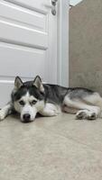 Husky dog lying near the door and blinking his eyes video