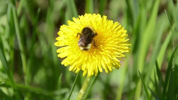 abelha em uma amarelo dente de leão senta, uma flor movimentos dentro a vento video