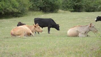 vacas descansando en un prado y masticación césped video