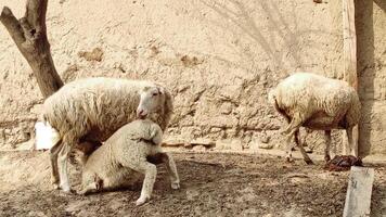 Lamb drinking milk from mother sheep video