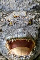 An angry looking crocodile at the Saigon zoo photo