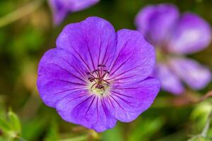 pink evening primrose, Oenothera speciosa, flower photo