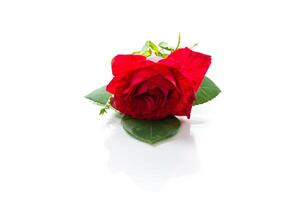 hermosa rojo Rosa de cerca aislado en blanco antecedentes foto