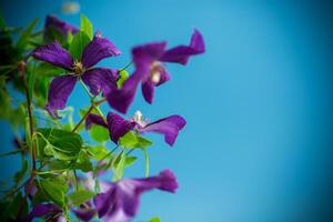 hermosa floreciente clemátide en un azul antecedentes foto