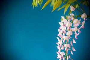 Branch of beautiful spring blooming Wisteria, isolated on blue photo