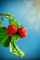 Ripe juicy red strawberry on blue background photo