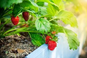 Ripe red strawberries grow on a wooden garden bed photo