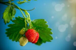 Ripe juicy red strawberry on blue background photo