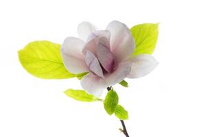 uno rosado flor en un rama de floreciente magnolia cerca arriba foto