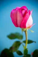 pink beautiful summer roses isolated on blue photo