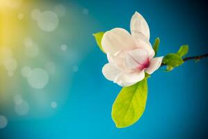 one pink flower on a branch of blooming magnolia close up photo