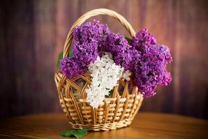 bouquet of beautiful blooming lilacs in a basket photo