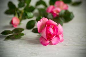 pink beautiful summer roses on wooden table photo