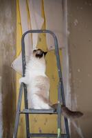 Cute domestic ragdoll cat on a construction ladder photo