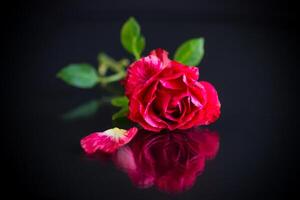 red rose with green leaves, on a dark background photo