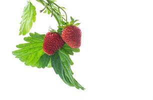 Ripe juicy red strawberry on white background photo