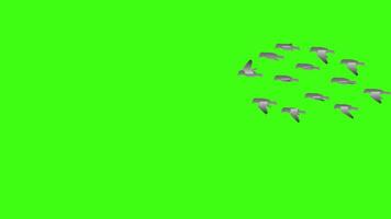 Halloween uccello volante ciclo continuo movimento grafica video trasparente sfondo con alfa canale