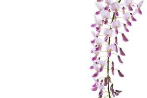 Branch of beautiful spring blooming Wisteria, isolated on white photo