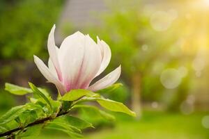 one pink flower on a branch of blooming magnolia close-up photo