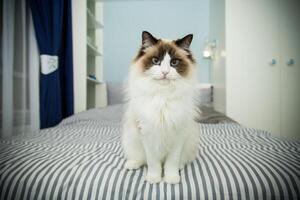 Young beautiful purebred Ragdoll cat at home photo
