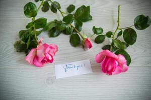 pink beautiful summer roses on wooden table photo