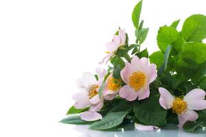 small bouquet of wild rosehip flowers on white background. photo