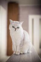 adulto gato árbol genealógico escocés chinchilla Derecho orejas foto