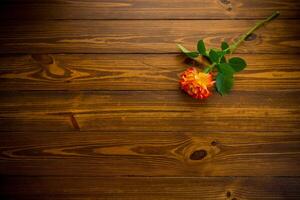 one red beautiful blooming rose on a wooden table photo