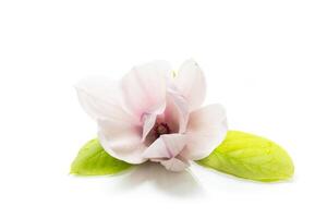 one pink flower on a branch of blooming magnolia close up photo