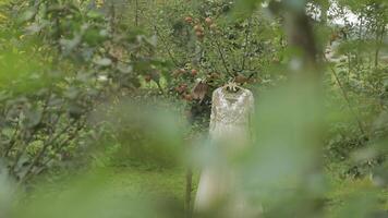 The bride's dress hangs on an apple tree. Very beautiful and elegant. Wedding video