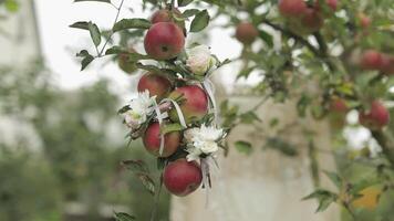 skön bröllop buketter hänger på ett äpple träd video