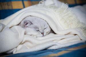adult cat breed Scottish chinchilla with straight ears, sleeps photo