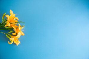 bouquet of beautiful yellow lilies on blue background photo