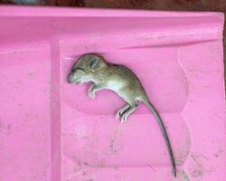 pequeño rata largo cola murió en recogedor foto
