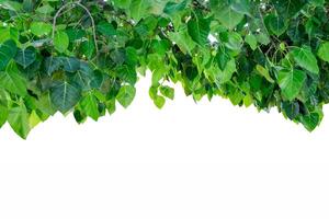 Bodhi tree cover shade on background photo