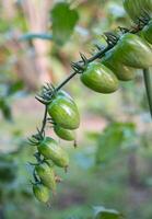 de cerca inmaduro verde Cereza tomate colgando en rama foto