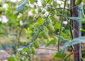 Close-up unripe green Cherry Tomato hanging on branch photo