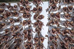 bacalao pescado sin cabeza colgando seco en de madera bastidores foto