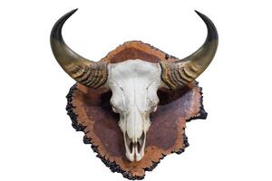 Skull with horns buffalo on wood timber photo