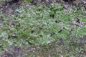 Lichen moss growth on stone in forest photo