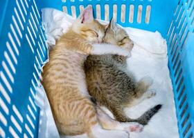 dos gatito son hermano con dormido y abrazo en cesta foto