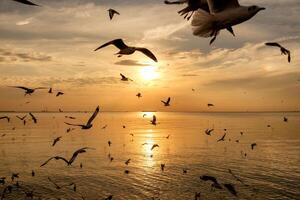 Flock of seagulls flying on sea gulf of thailand at evening photo