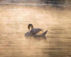 White swan on fog reservoir photo