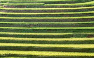 Agriculture farming rice paddy terraced photo