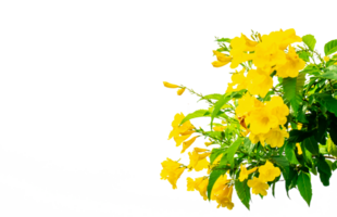 Yellow flowers on transparent background PNG