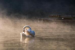 White swan cleaning on reservoir photo