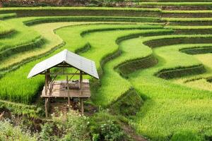 ver de cabaña en arroz campo aterrazado en mu cang chai foto