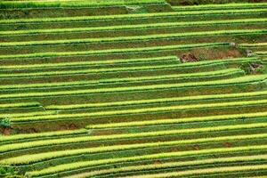 Rice field terraced curve on mountain photo