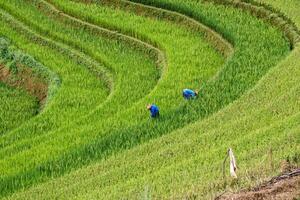 agricultores son cosecha en arroz aterrazado a mu cang chai foto